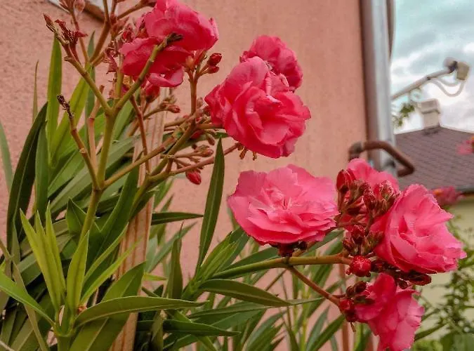 In - Balaton 19801 בית נופש שיופוק